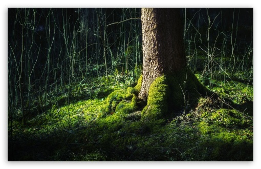 forest_moss-t2.jpg
