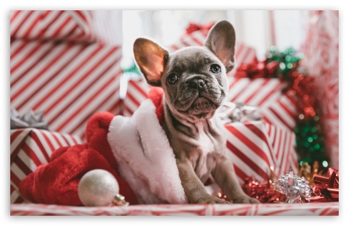 puppy_present_christmas-t2.jpg