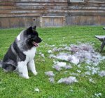 Profuse-Shedding-dog-1.jpg