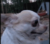 chihuahua-when-you-see-right-through-their-bs.gif