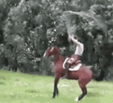 equestrian-horse.gif
