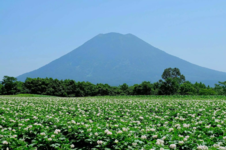 Kutchan-Potato-Flowers-Field-Summer-Mt-Yotei-Credit-Pimsiri-K-2.jpg.png