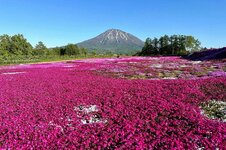 Kutchan-Shiba-Sakura-Mishima-san-Garden-Spring-2.jpg