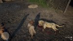 Red Dead Redemption 2_20181113090243.jpg