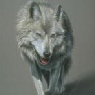 mad wolf