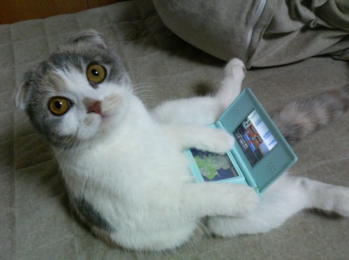 Cat_playing_nintendo_DS_by_Gorda_FM.jpg