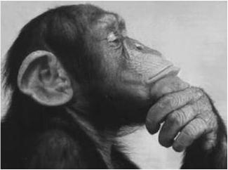 monkey-thinking.jpg