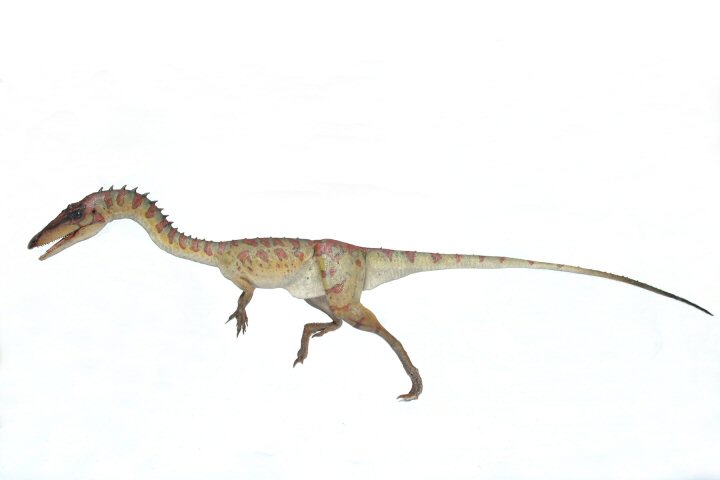 Coelophysis014.jpg