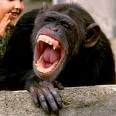 Laughing+monkey.jpg