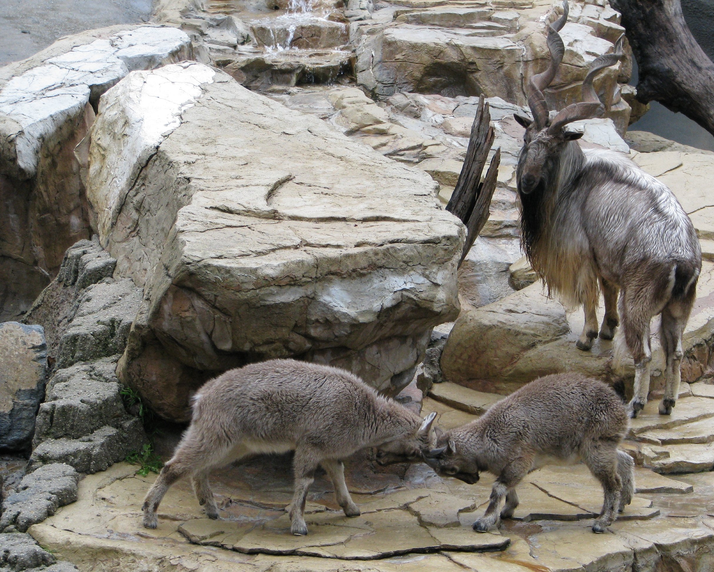 Markhor_Male_and_youngs.jpg