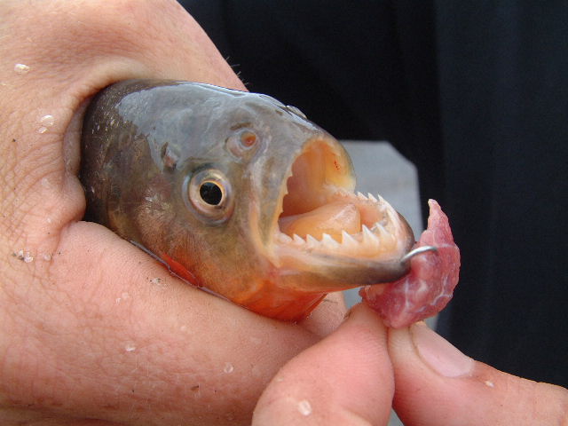 PiranhaFish7_M.jpg