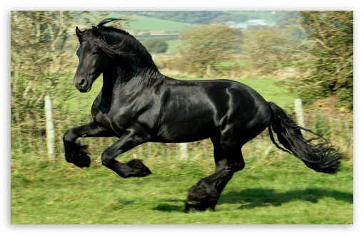 black_horse-t2.jpg
